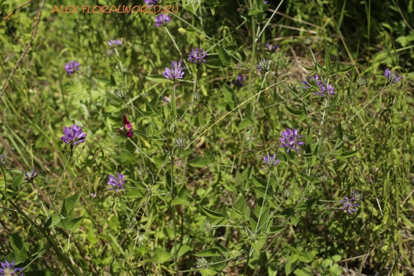 Psoralea bituminosa ssp. pontica
Ключевые слова: Psoralea bituminosa ssp. pontica