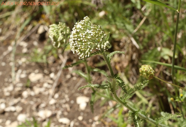Achillea
Ключевые слова: Achillea