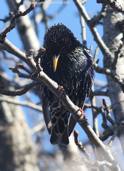 Sturnus vulgaris
Ключевые слова: Sturnus vulgaris