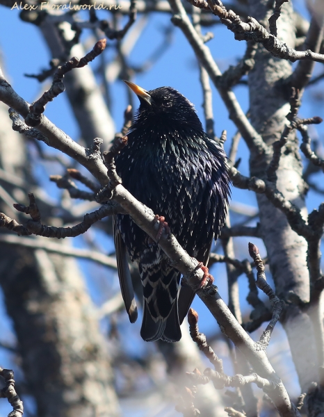 Sturnus vulgaris
Ключевые слова: Sturnus vulgaris