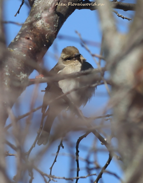 Fringilla coelebs
Ключевые слова: Fringilla coelebs