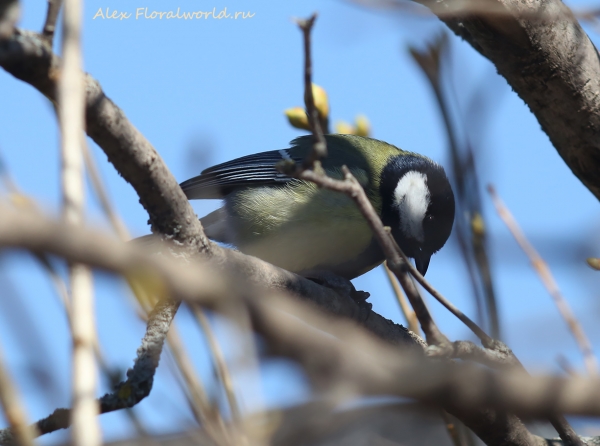 Parus major
Ключевые слова: Parus major