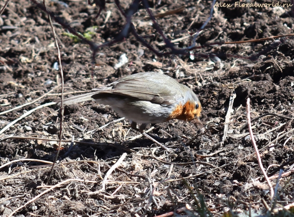 Erithacus rubecula
Ключевые слова: Erithacus rubecula