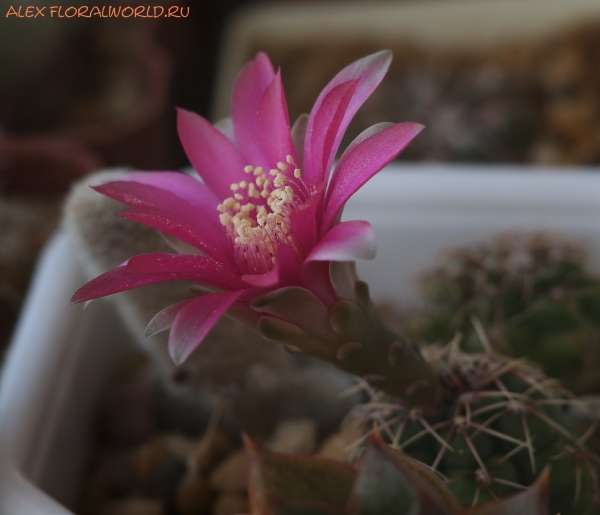 Gymnocalycium baldianum
Ключевые слова: Gymnocalycium baldianum