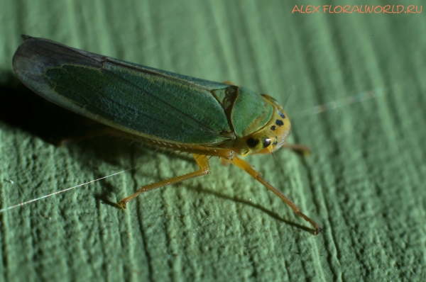 Cicadella viridis
Ключевые слова: Cicadella viridis