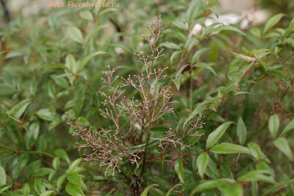 Nandina domestica
Ключевые слова: nandina domestica