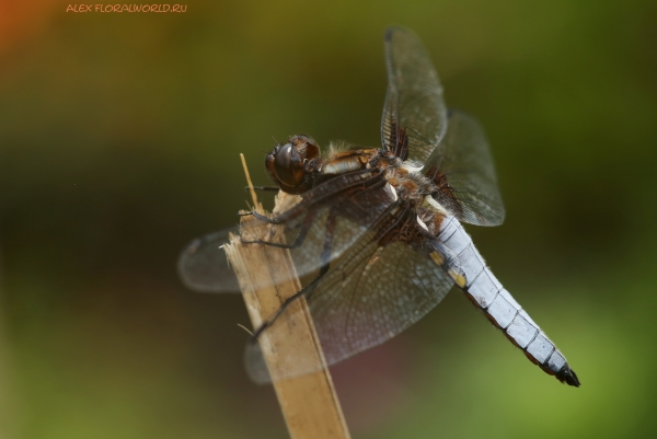 Libellula depressa
Ключевые слова: Libellula depressa