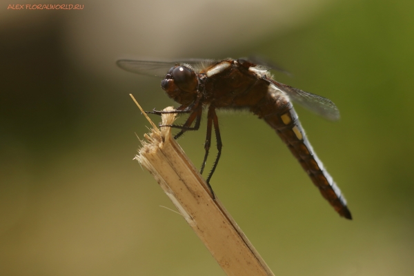 Libellula depressa
Ключевые слова: Libellula depressa