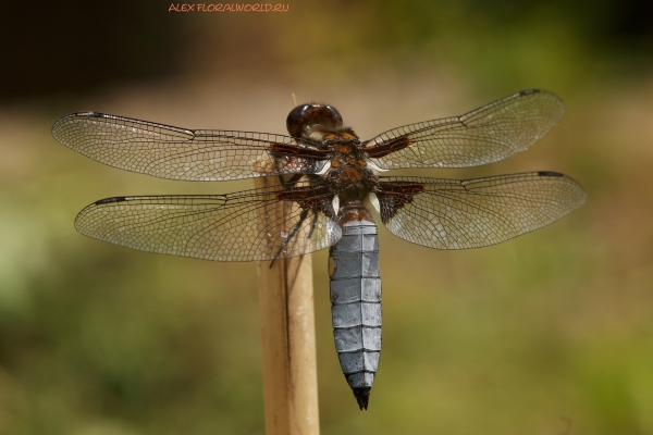 Libellula depressa
Ключевые слова: Libellula depressa