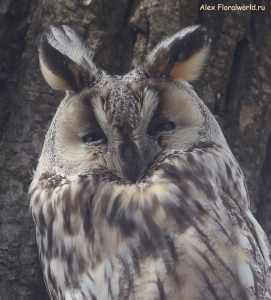 Asio otus
Ключевые слова: Asio otus