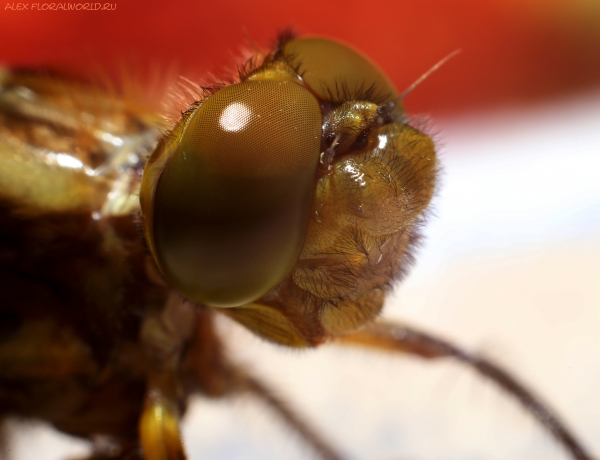 Libellula depressa
Ключевые слова: Libellula depressa