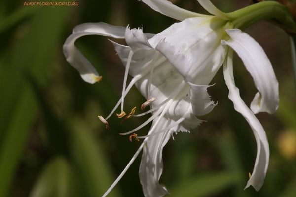 Hymenocallis festalis
Ключевые слова: Hymenocallis festalis