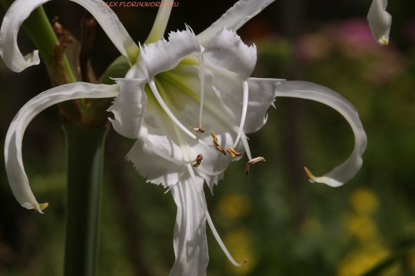 Hymenocallis festalis
Ключевые слова: Hymenocallis festalis