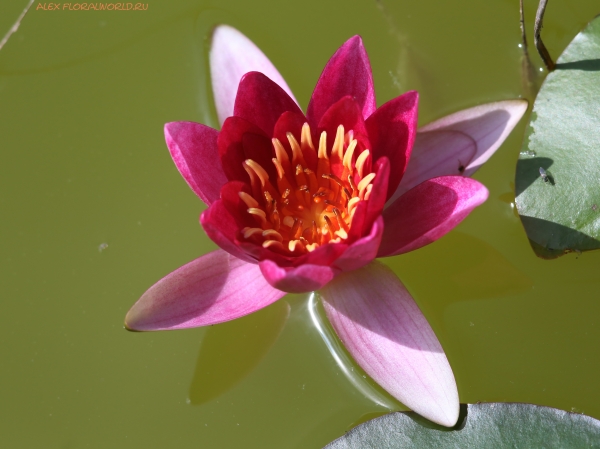 Nymphaea 'Ellisiana'
Ключевые слова: Nymphaea &#039;Ellisiana&#039;