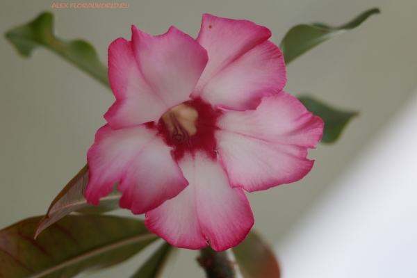 Adenium somalense var. somalense
Ключевые слова: Adenium somalense var. somalense