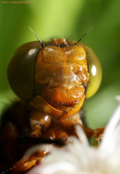 Libellula depressa
Ключевые слова: Libellula depressa