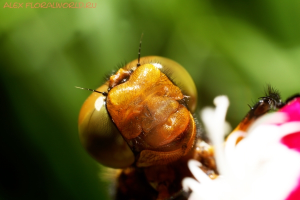 Libellula depressa
Ключевые слова: Libellula depressa