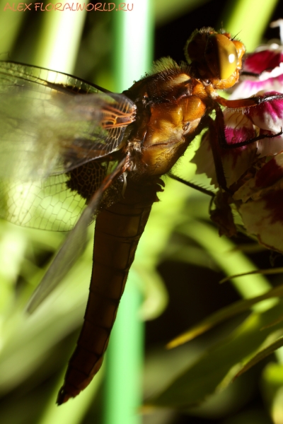 Libellula depressa 
Ключевые слова: Libellula depressa