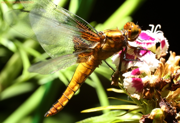 Libellula depressa 
Ключевые слова: Libellula depressa