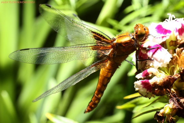 Libellula depressa 
Ключевые слова: Libellula depressa