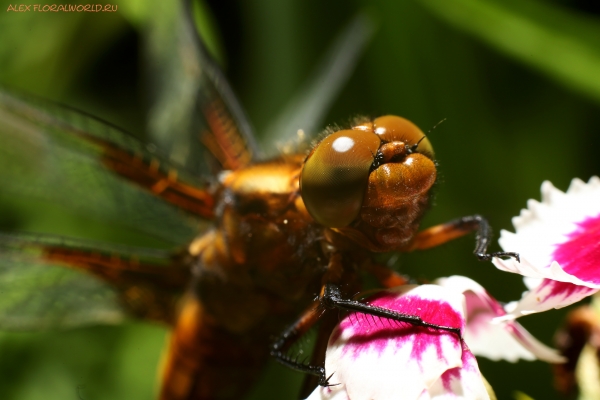 Libellula depressa 
Ключевые слова: Libellula depressa