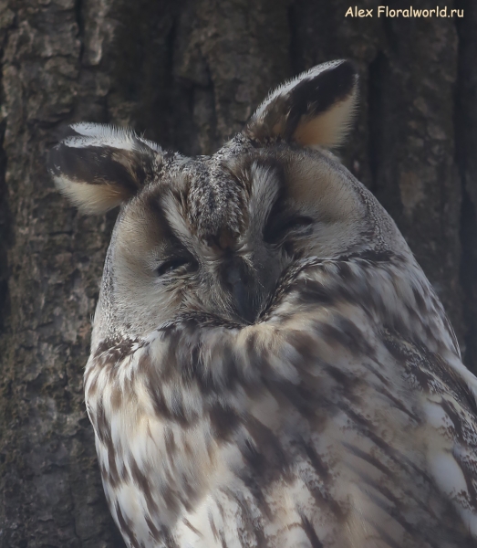 Asio otus
Ключевые слова: Asio otus