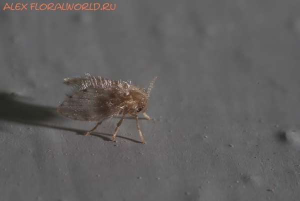 Psychodidae
Ключевые слова: Psychodidae