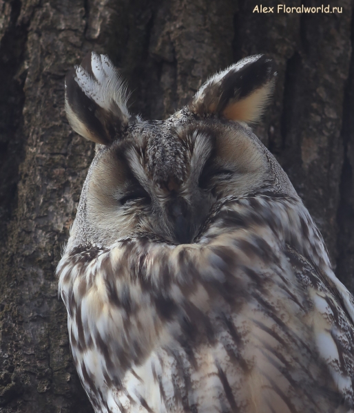 Asio otus
Ключевые слова: Asio otus