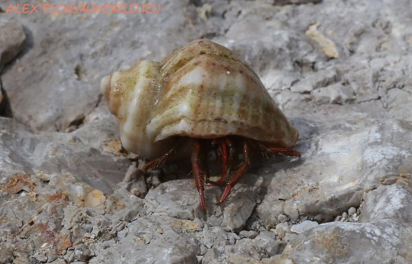 Clibanarius erythropus
Ключевые слова: Clibanarius erythropus