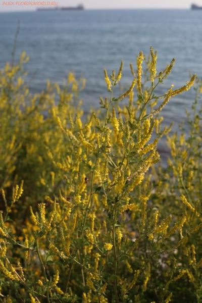 Melilotus
Ключевые слова: Melilotus