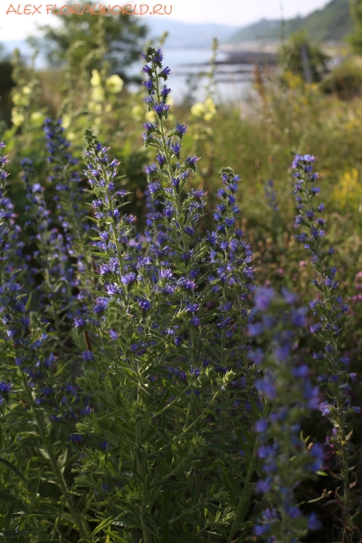 Echium vulgare
Ключевые слова: Echium vulgare