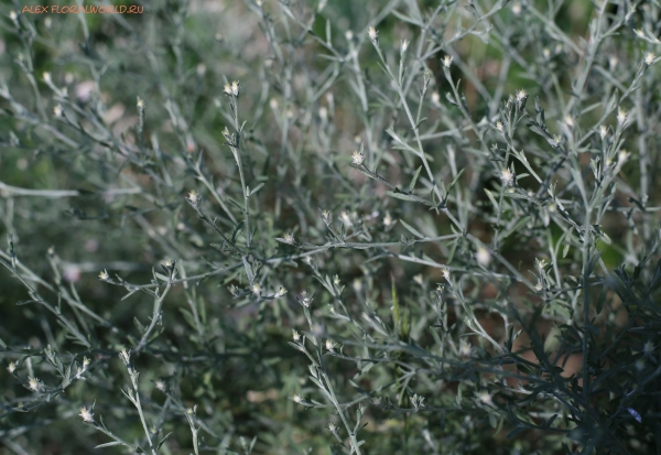 Centaurea diffusa
Ключевые слова: Centaurea diffusa