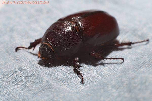 Oryctes nasicornis
Ключевые слова: Oryctes nasicornis