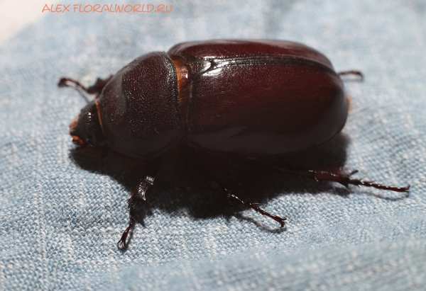 Oryctes nasicornis
Ключевые слова: Oryctes nasicornis