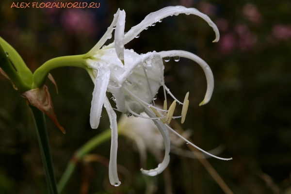 Hymenocallis festalis
Ключевые слова: Hymenocallis festalis
