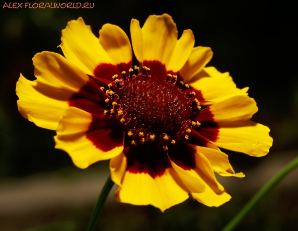 Coreopsis tinctoria
Ключевые слова: Coreopsis tinctoria
