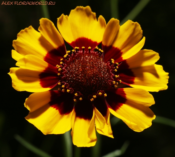 Coreopsis tinctoria
Ключевые слова: Coreopsis tinctoria