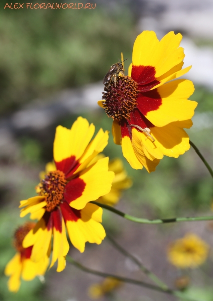  Coreopsis tinctoria
Ключевые слова: Coreopsis tinctoria