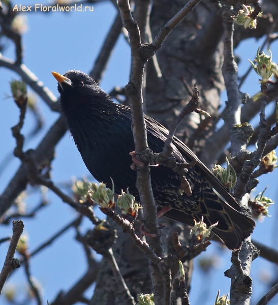Sturnus vulgaris
Ключевые слова: Sturnus vulgaris