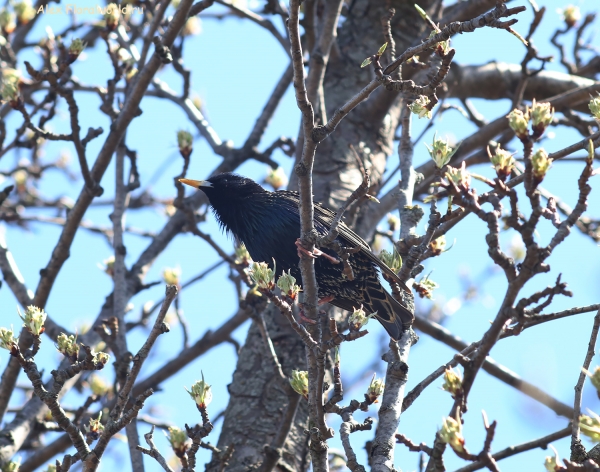 Sturnus vulgaris
Ключевые слова: Sturnus vulgaris