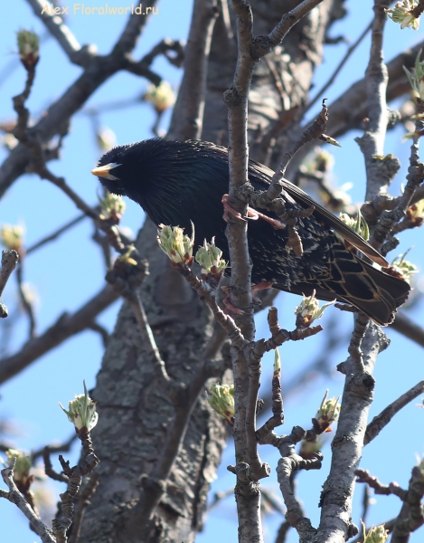 Sturnus vulgaris
Ключевые слова: Sturnus vulgaris