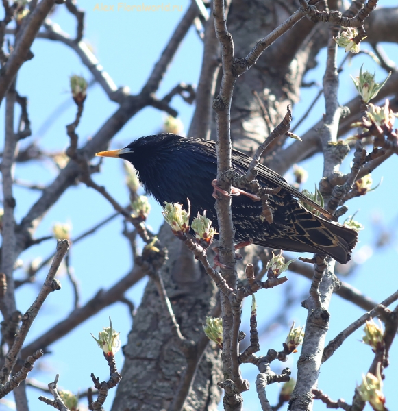Sturnus vulgaris
Ключевые слова: Sturnus vulgaris
