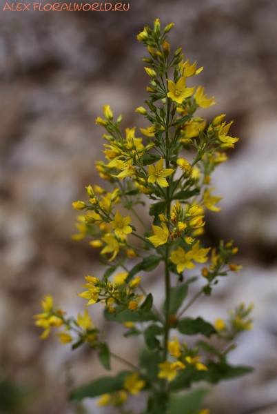Lysimachia
Ключевые слова: Lysimachia