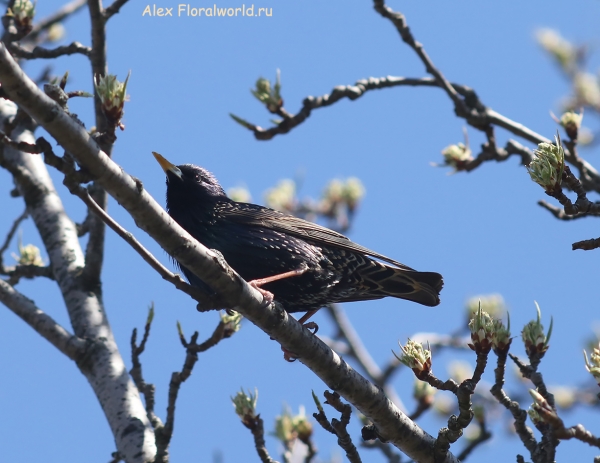 Sturnus vulgaris
Ключевые слова: Sturnus vulgaris