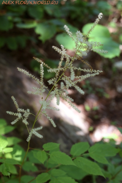 Aruncus
Ключевые слова: Aruncus