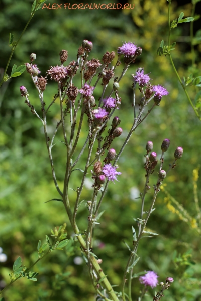 Cirsium arvense
Ключевые слова: cirsium arvense