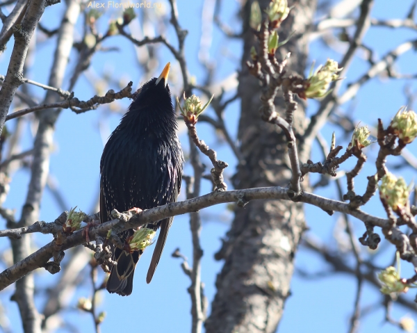 Sturnus vulgaris
Ключевые слова: Sturnus vulgaris