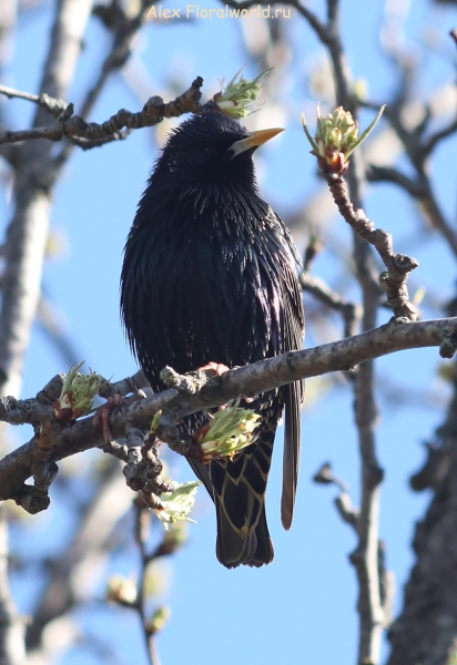 Sturnus vulgaris
Ключевые слова: Sturnus vulgaris