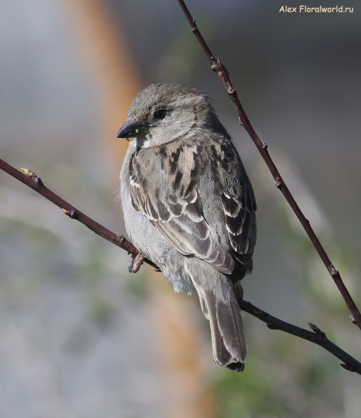 Passer domesticus
Ключевые слова: Passer domesticus