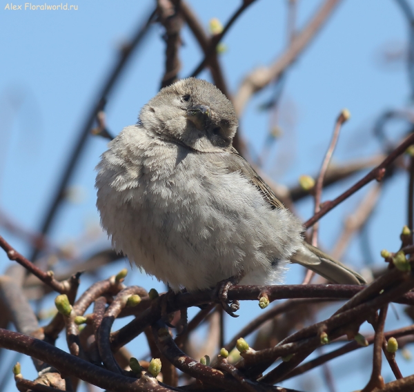 Passer domesticus
Ключевые слова: Passer domesticus